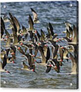 Where Are We Going?  Black Skimmers Acrylic Print