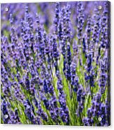 Whidbey Lavender Close-up Acrylic Print