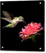 Whispering Hummingbird Square Acrylic Print