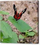 Whispering Of Butterfly Wings 10 Acrylic Print