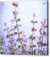 Whispers Of Clary Sage Acrylic Print