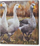 White And Grey Geese Acrylic Print