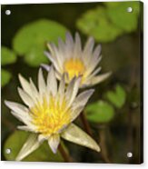 White And Yellow Water Lily In A Garden Pond Acrylic Print