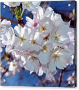 White Blossoms With Carolina Blue Acrylic Print