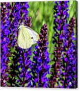 White Butterfly Acrylic Print