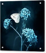 White Butterfly On Blue Flower Acrylic Print