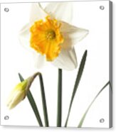 White Daffodil With Orange Trumpet And Bud. Acrylic Print