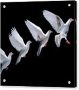 White Dove In Flight Multiple Exposure 4 On Black Acrylic Print