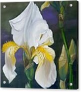 White Fleur De Lis Bloom Acrylic Print