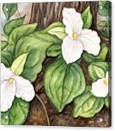 White Forest Trillium Flowers Acrylic Print