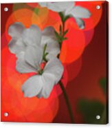 White Geraniums On A Winter Day 10 Acrylic Print