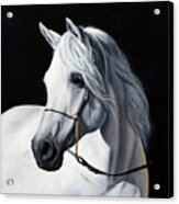 White Horse Acrylic Print
