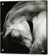 White Horse Sensual Portrait On Black Background Acrylic Print