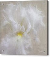 White Iris Iv Acrylic Print