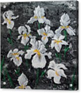 White Irises Acrylic Print