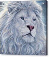 White Lion Acrylic Print