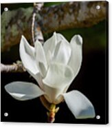 White Magnolia Blossom, 1 Acrylic Print