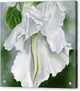 White Moonflower Unfurling In The Evening Acrylic Print