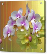 White Moth Orchids Acrylic Print