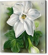 White Narcissus With Ivy Leaves Acrylic Print