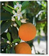 White Orange Blossom, Fruits And Floral Beauty In The Mediterranean Sunlight Acrylic Print