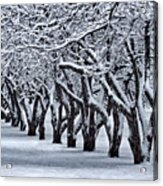 White Orchard, Weaved Trees Brunches Acrylic Print