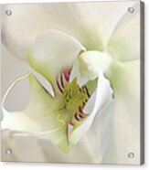 White Orchid Acrylic Print