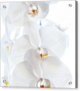 White Orchids Acrylic Print
