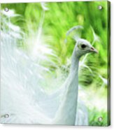 White Peacock Close Up Acrylic Print