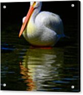 White Pelican Of The Night Acrylic Print