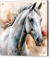 White Purebred Arab Horse On A Watercolor Painting. Acrylic Print