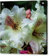 White Rhododenron In Tandem Acrylic Print