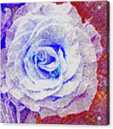 White Rose In Blue And Red Acrylic Print