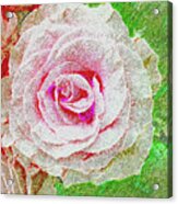 White Rose In Pink And Green Acrylic Print