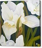 White Siberian Iris Acrylic Print