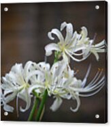 White Spider Lilies Acrylic Print
