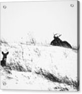 White Tail Deer In The Snow Acrylic Print