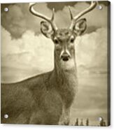 White Tail Deer Portrait In Sepia Tone Acrylic Print