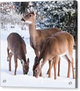 White-tailed Deer - 8855 Acrylic Print