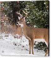White-tailed Deer - 8904 Acrylic Print