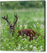 White Tailed Deer  Hiding Behind Grass Acrylic Print