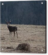 Whitetail Buck In Field Looking Back Acrylic Print