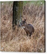 Whitetail Buck In The Grass Acrylic Print