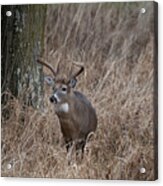 Whitetail Buck In The Grass Looking Acrylic Print