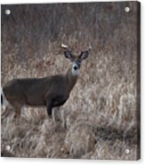 Whitetail Buck Looking Back Acrylic Print