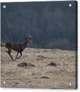Whitetail Buck Running In A Field Acrylic Print