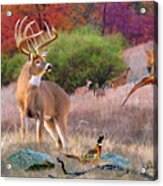 Whitetail Deer Art Print - His Name Is Prince Acrylic Print