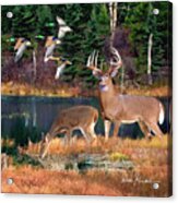 Whitetail Deer Art Squares - Deer Lake Acrylic Print