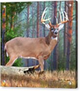 Whitetail Deer Art Squares - Twelve Point Whitetail Deer Buck Acrylic Print