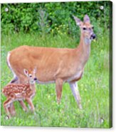 Whitetail Deer With New Fawn Acrylic Print